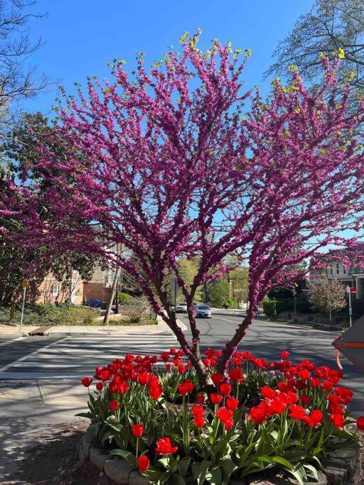 Glover Park/Georgetown Oasis With Parking Apartment Вашингтон Екстериор снимка